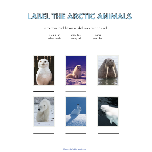 Winter Animals: Arctic and Antarctica | Ambiki