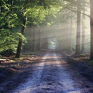 Ambiki - tree-lined-road