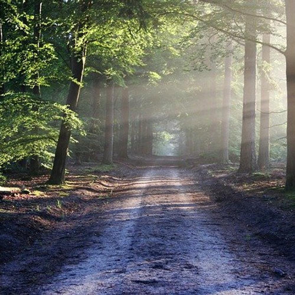 Tree Lined Road