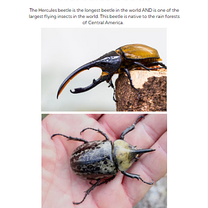 Ambiki - Hercules Beetle