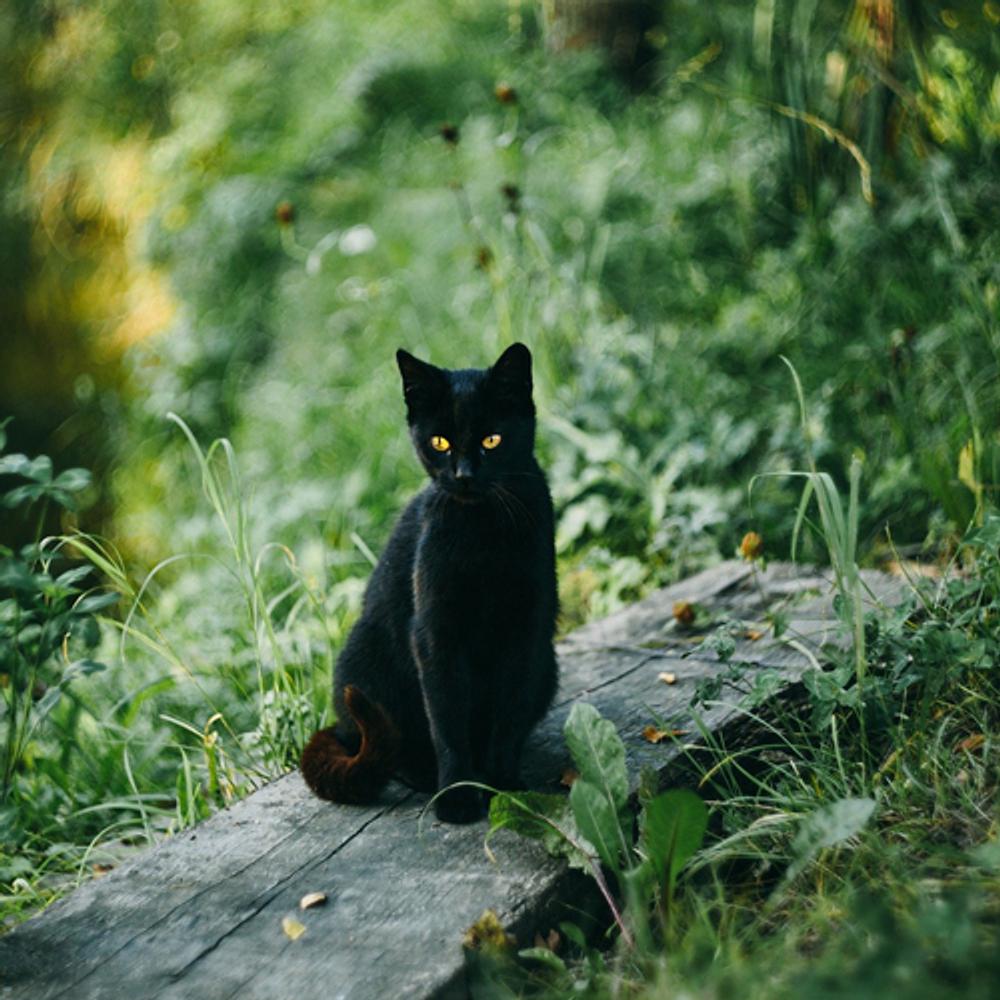 Black Cat