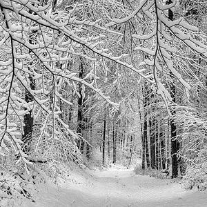 Ambiki - snowy-forest