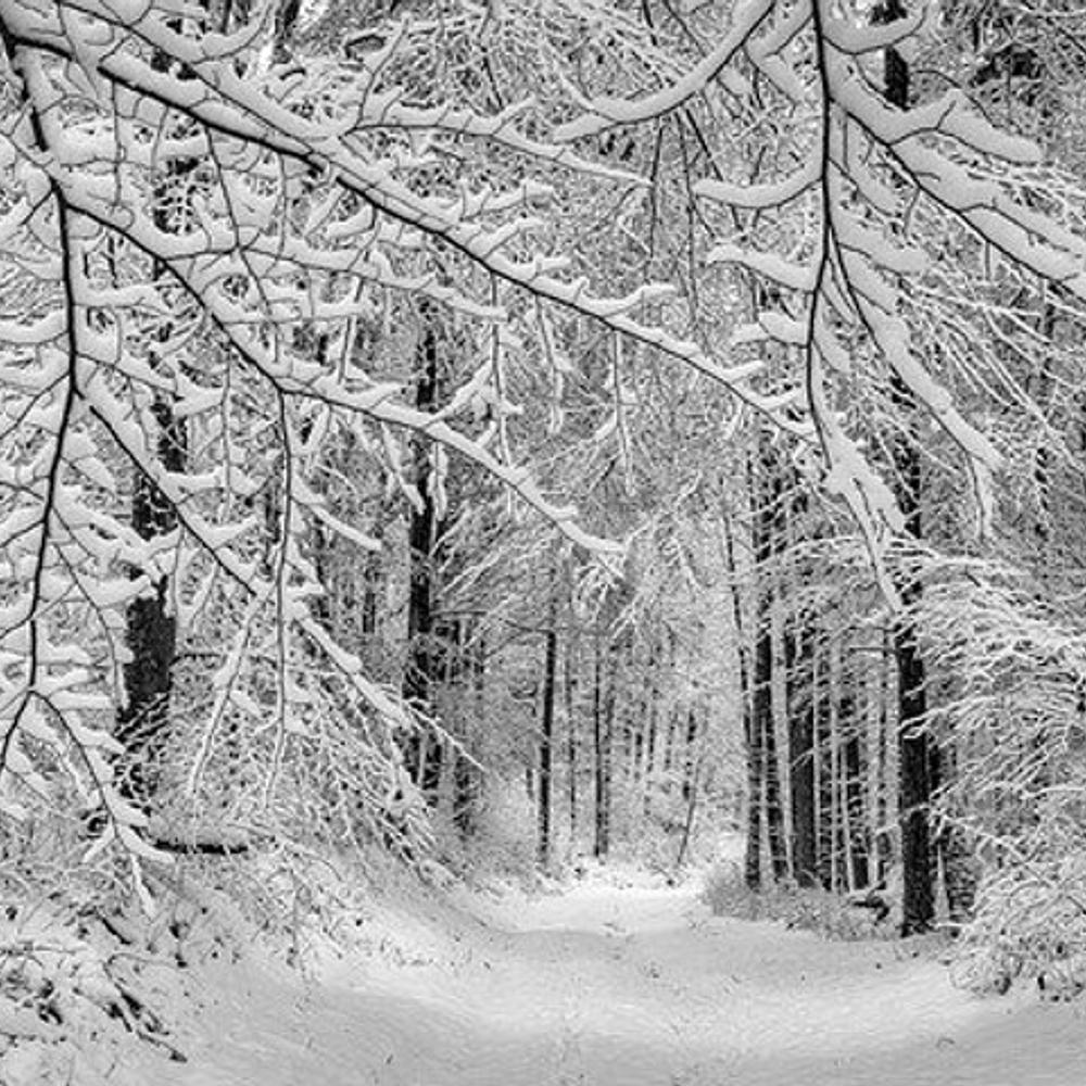 Snowy Forest