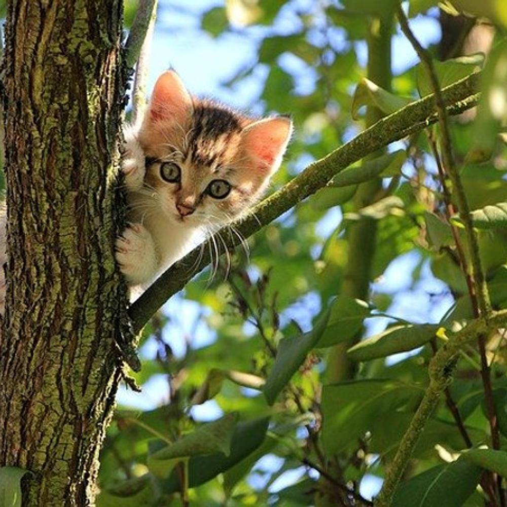 Cat In Tree