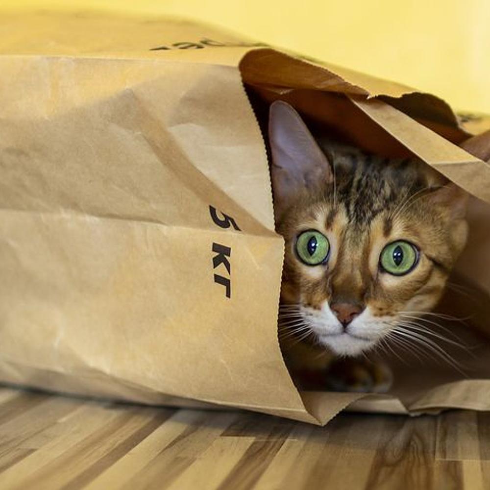 Cat In a Bag Crazy Animals