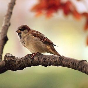 Ambiki - bird-branch