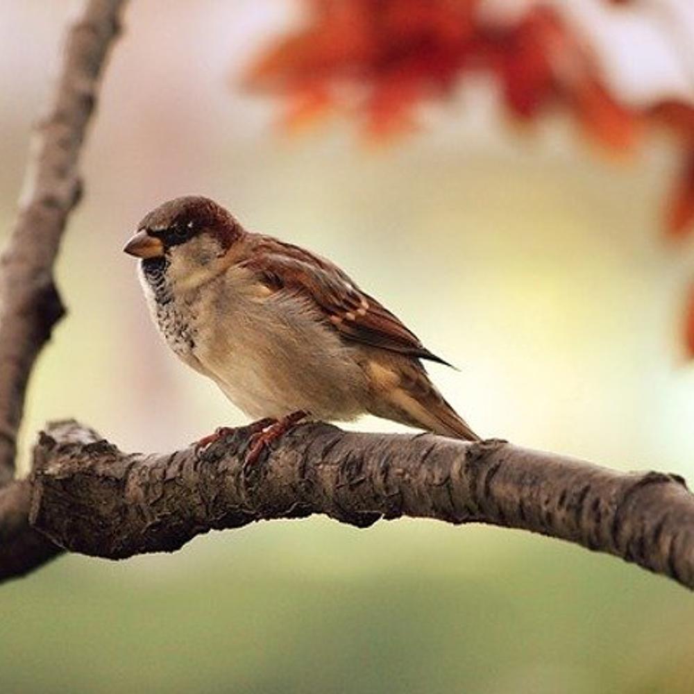 Bird Branch