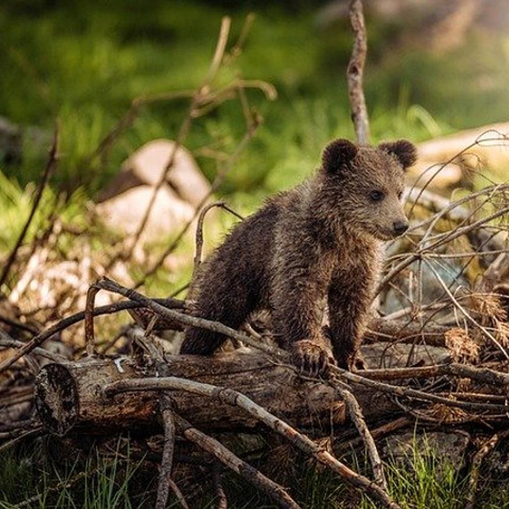 Grizzly Cub