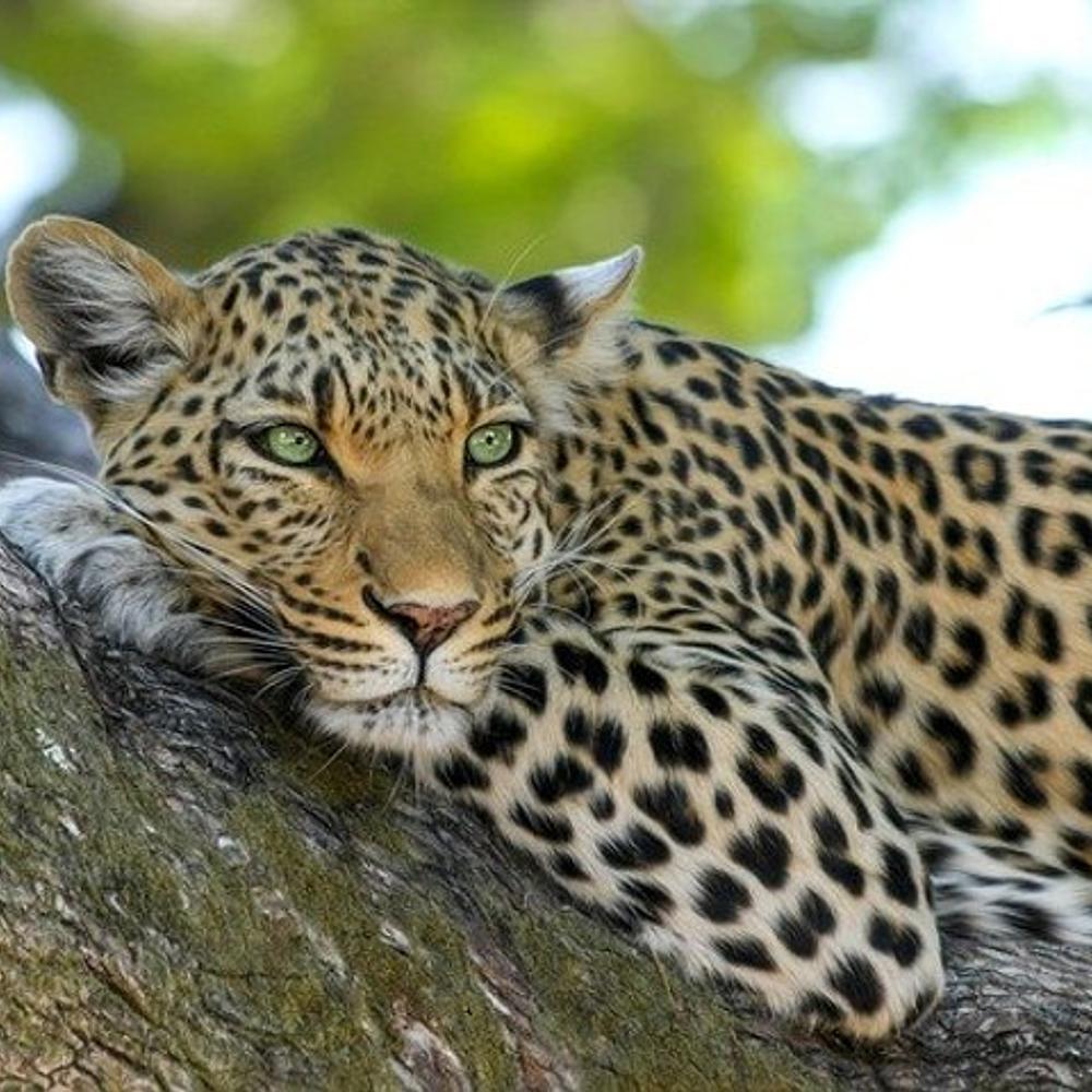 Leopard