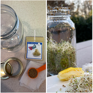 Ambiki - Growing Alfalfa Sprouts - Photo Story (500 × 500 px)