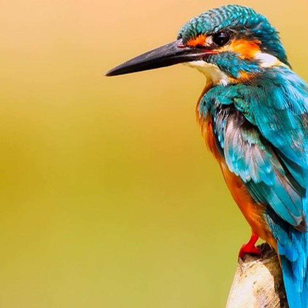 Teal Kingfisher