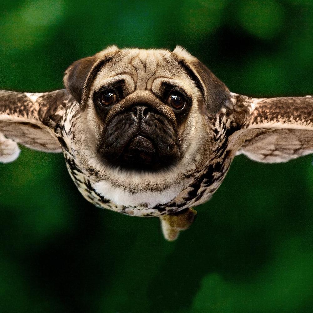 Pug Owl Crazy Animals Mash-Up