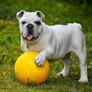 Ambiki - english-bulldog