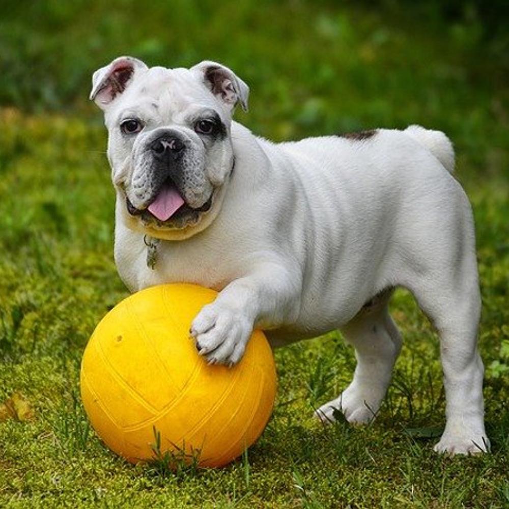 English Bulldog