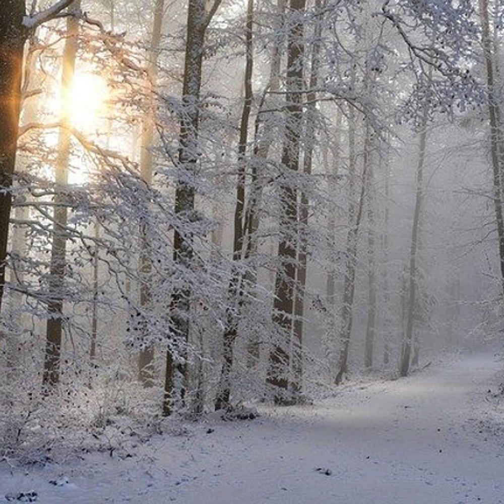Snowy Path