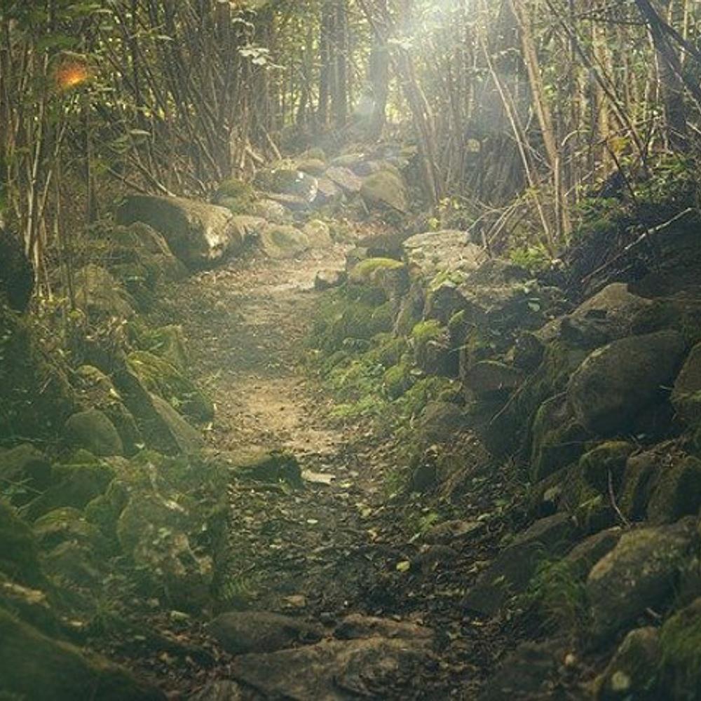 Forest Path