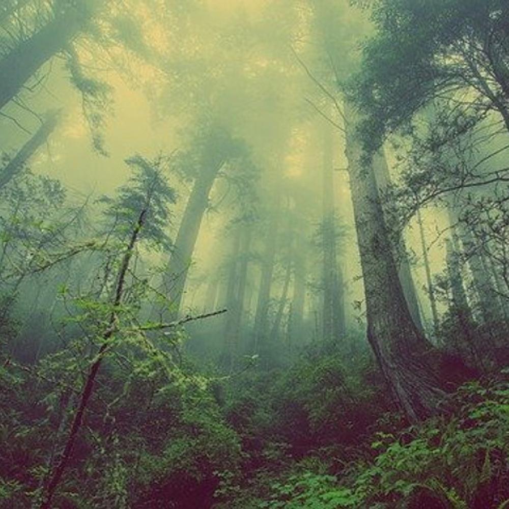 Misty Forest