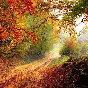 Ambiki - autumn-road