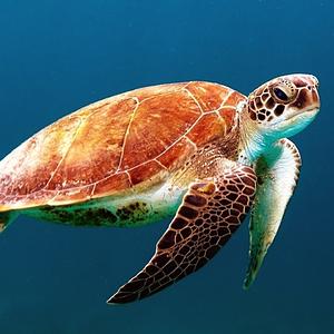 Ambiki - turtle