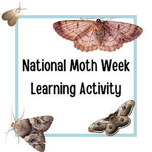 Ambiki - National Moth week activity