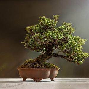 Ambiki - bonsai