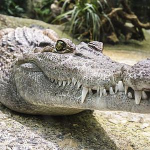 Ambiki - crocodile-1660512__480