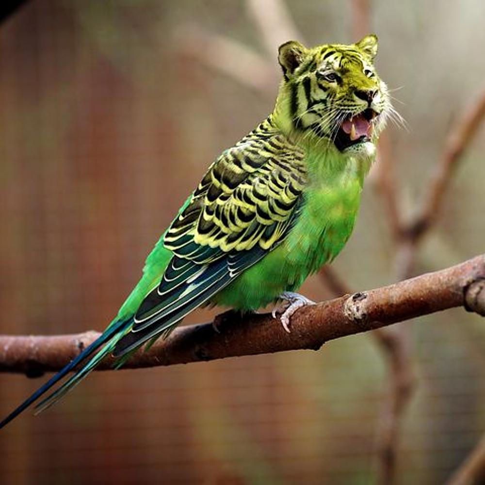 Tiger Bird Mash-Up