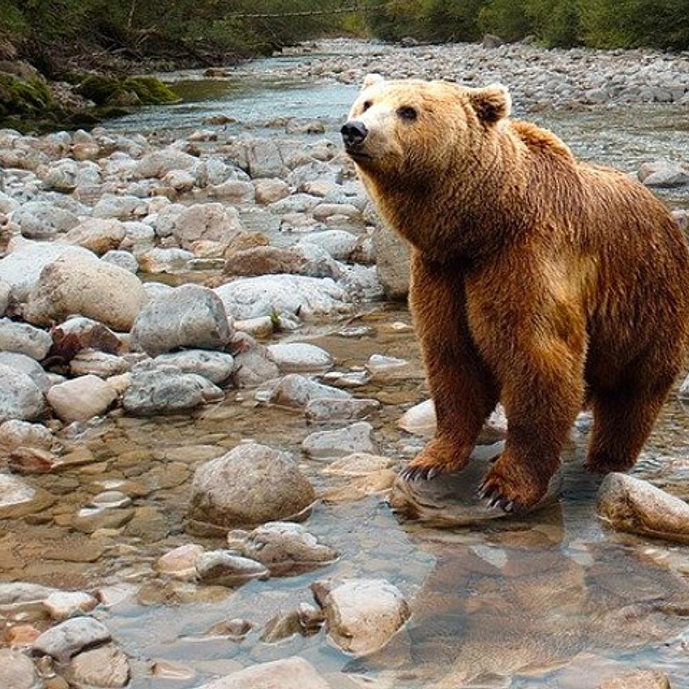 Grizzly Bear In River