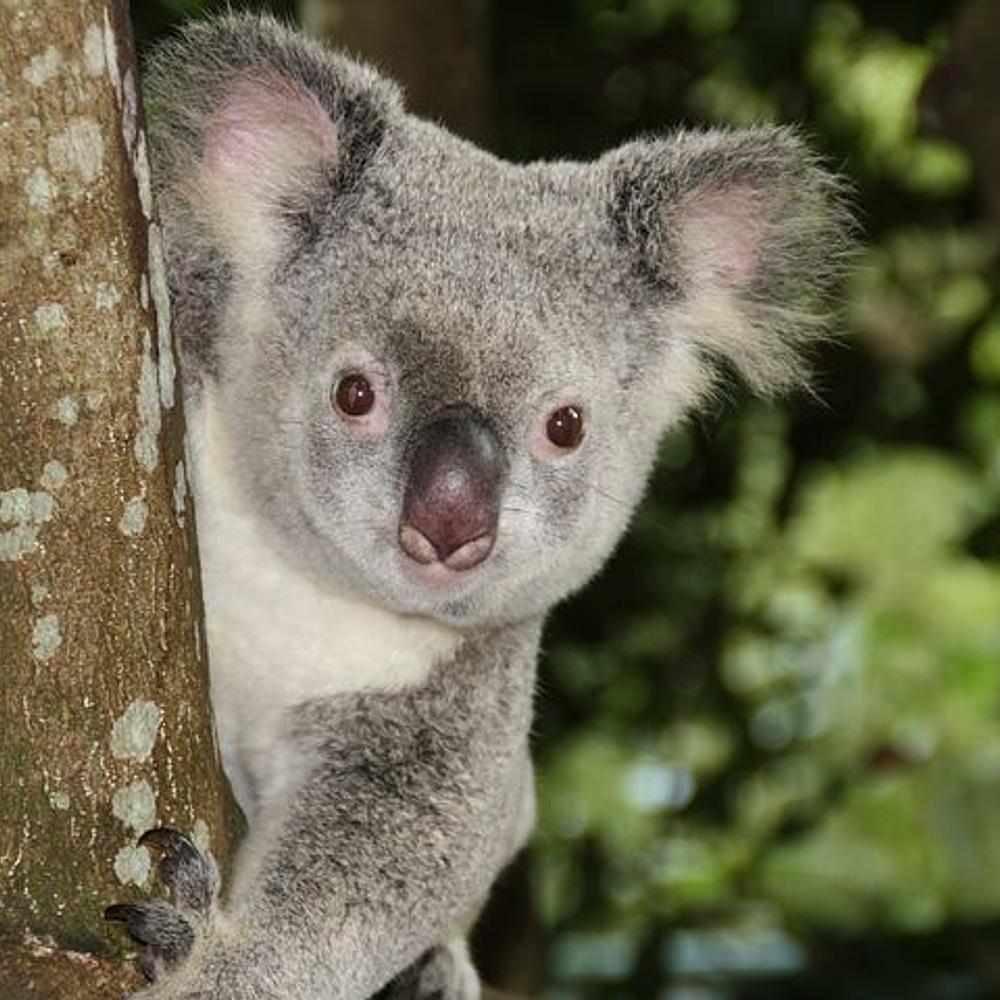Koala Bear