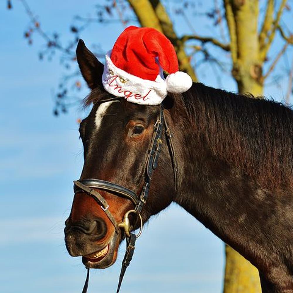 Horse In a Christmas Hat Crazy Animals