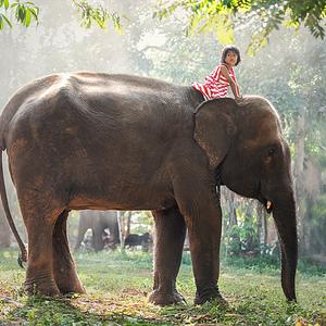 Ambiki - elephant