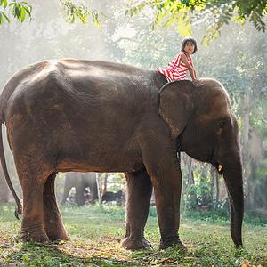 Ambiki - elephant