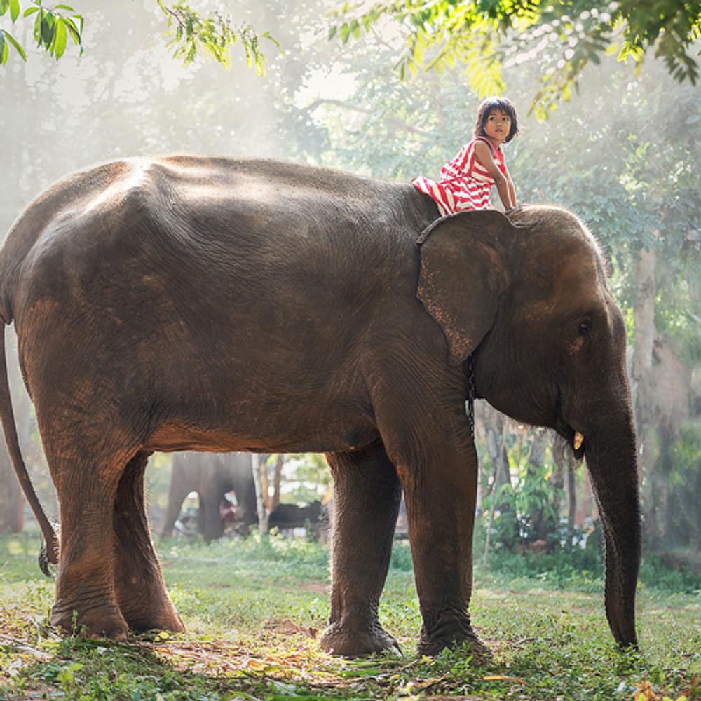 Elephant