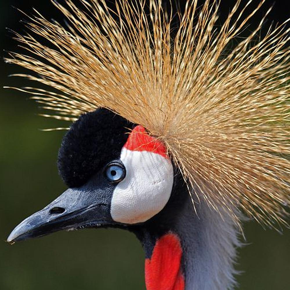 Crane Crazy Animals