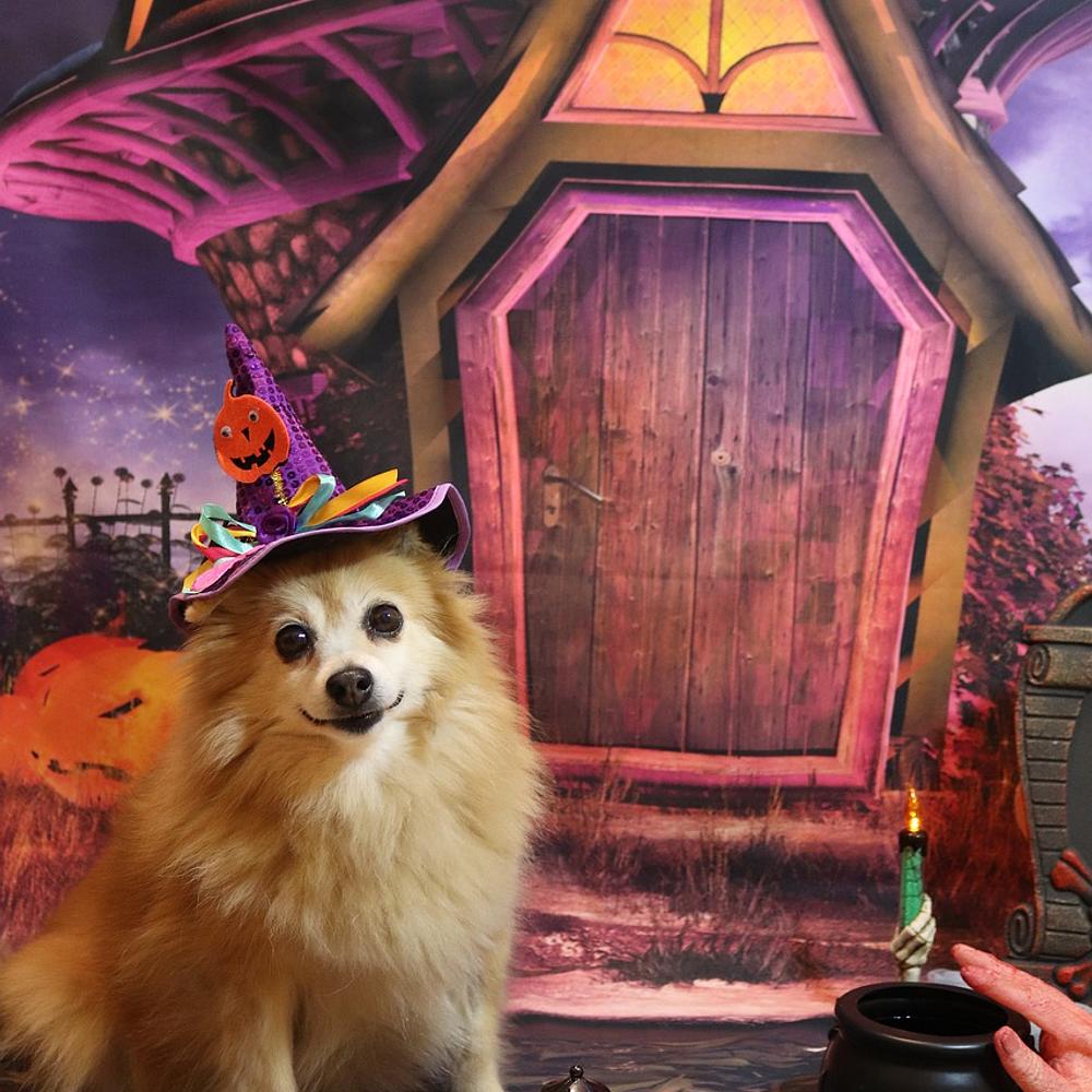 Halloween Dog