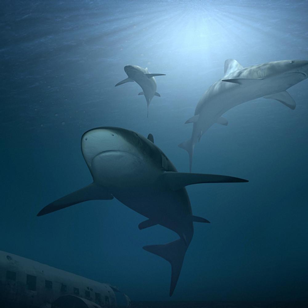 Sharks