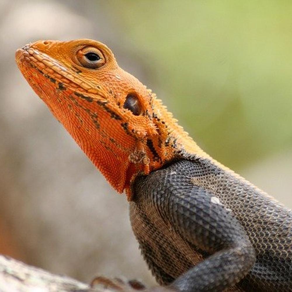 Lizard