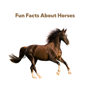 Ambiki - Fun Facts About Horses