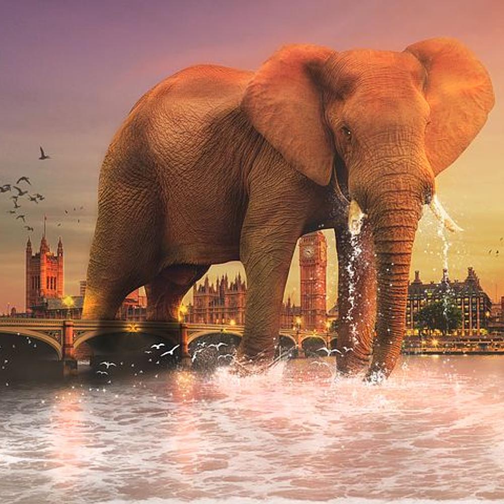 Elephant In the City