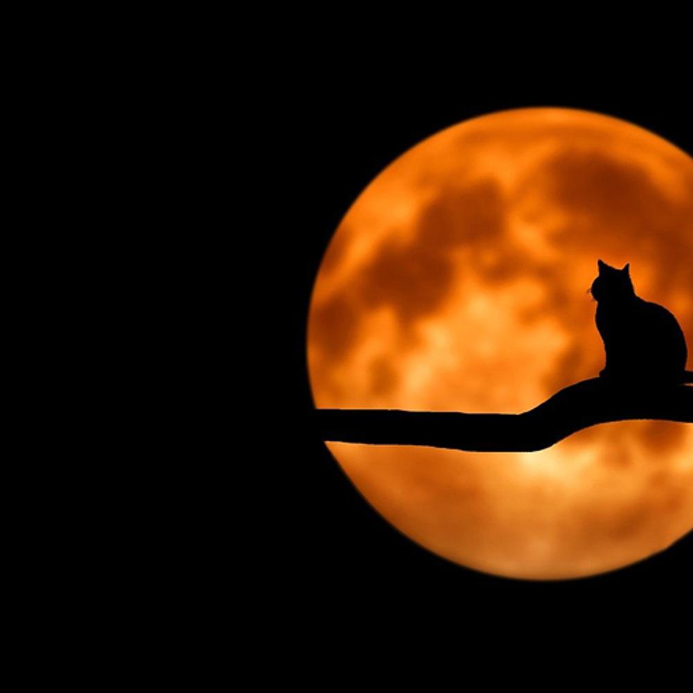 Moon